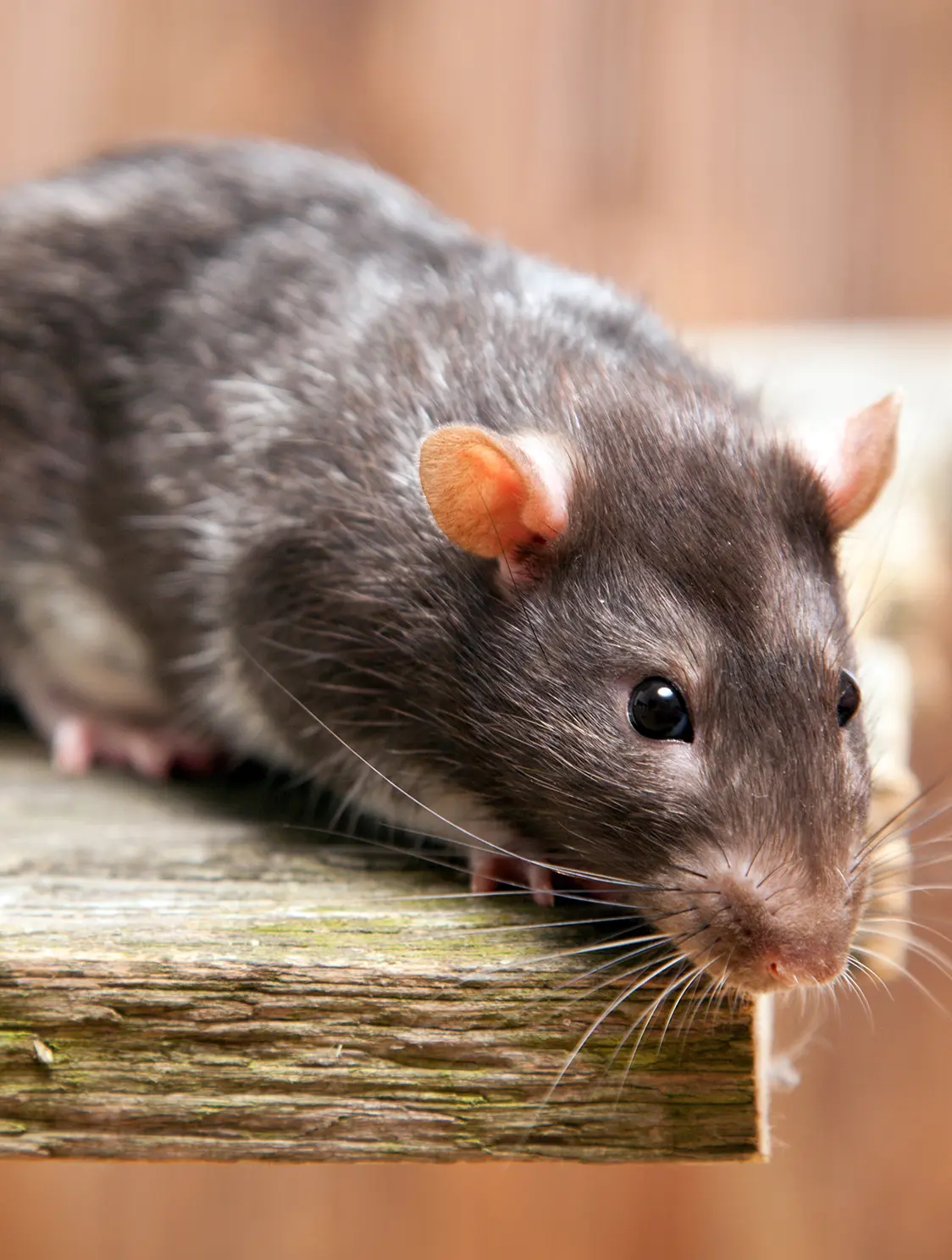 Dératisation & Extermination de Nuisibles à Sorgues