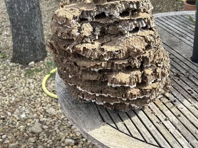 Anti Nuisibles à Sorgues