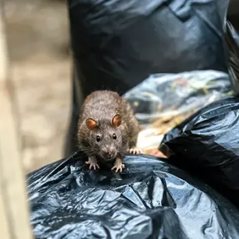 Destruction de nids guêpes et frelons à Sorgues
