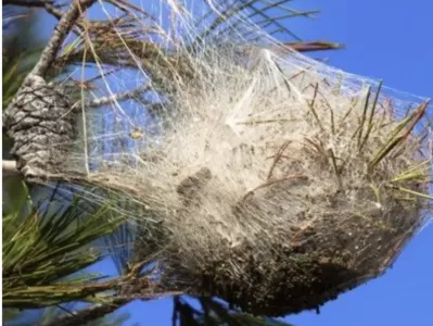 Destruction de nids guêpes et frelons à Sorgues